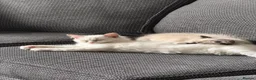 Ragdoll cats for sale: Most Affectionate, Gentle, Rare Colour Ragdoll - Advert 13