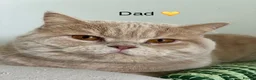 British Shorthair cats for sale: Beautiful GGCF British Shorthair X Ragdoll Kittens - Advert 3