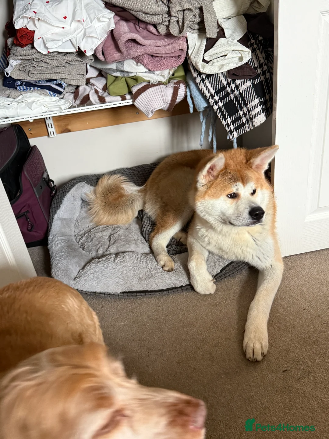 Japanese Akita Inu dogs for sale: KC registered Japanese Akita  in Bedford - Advert 2