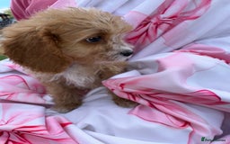 Cavapoo dogs for sale: 🐾💕💙STUNNING F1 CAVAPOOS 💙💕🐾 - Image 3