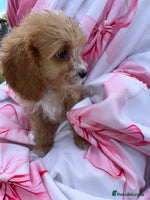 Cavapoo dogs - Advert 4