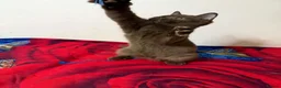 British Shorthair cats for sale: Rare Cinnamon Color British Shorthair Kittens - Advert 3