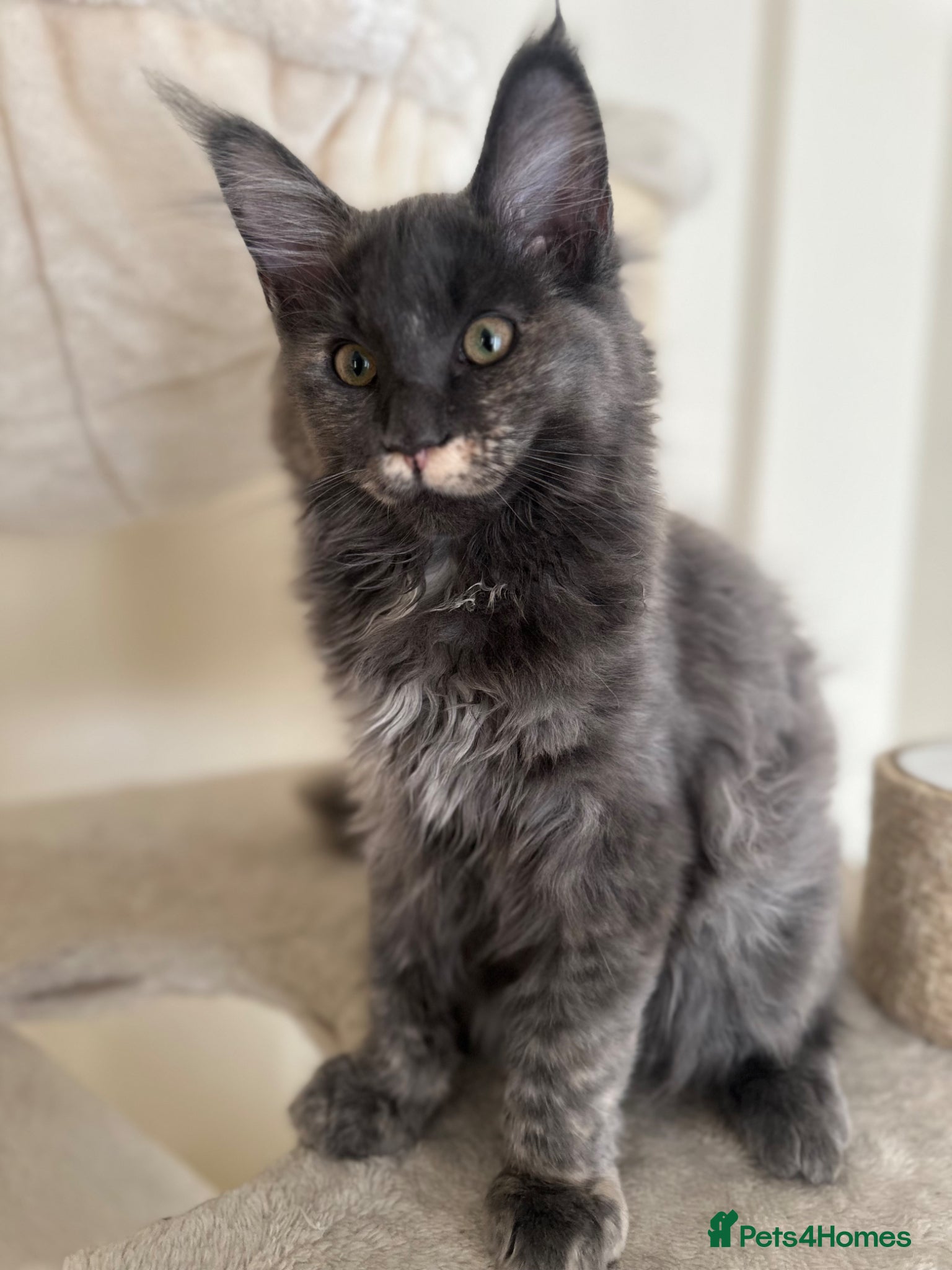 Maine Coon cats ✨ Blue Tortie Smoke Maine Coon Female – Ready Now - Advert 3