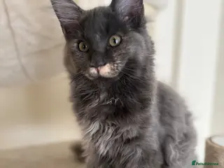 Maine Coon cats ✨ Blue Tortie Smoke Maine Coon Female – Ready Now - Advert 18