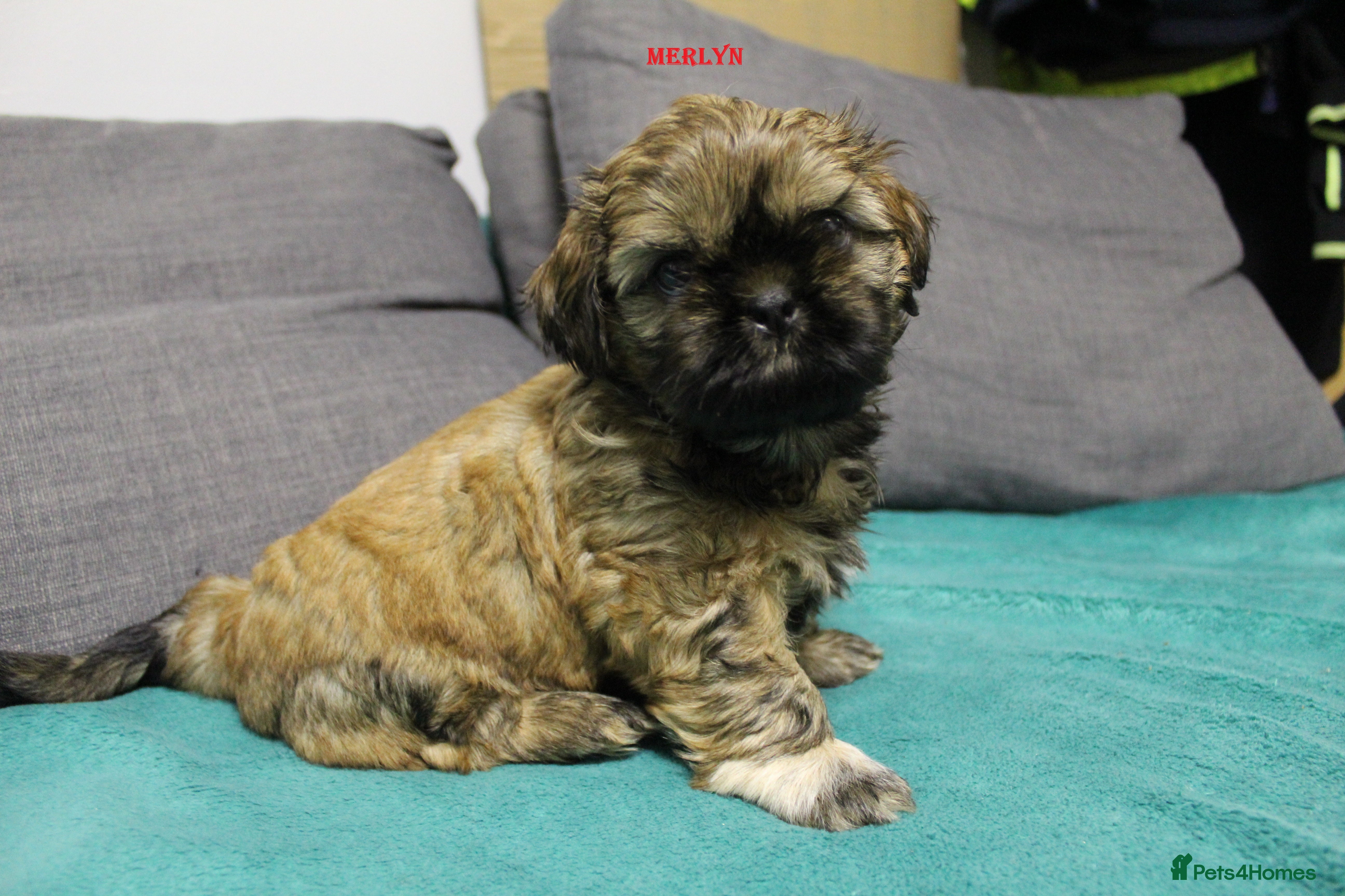 Shih Tzu dogs LOVELY SHIH TZU BOY PUPPIES LIVER GENE  - Advert 7