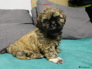 Shih Tzu dogs LOVELY SHIH TZU BOY PUPPIES LIVER GENE - Advert 7