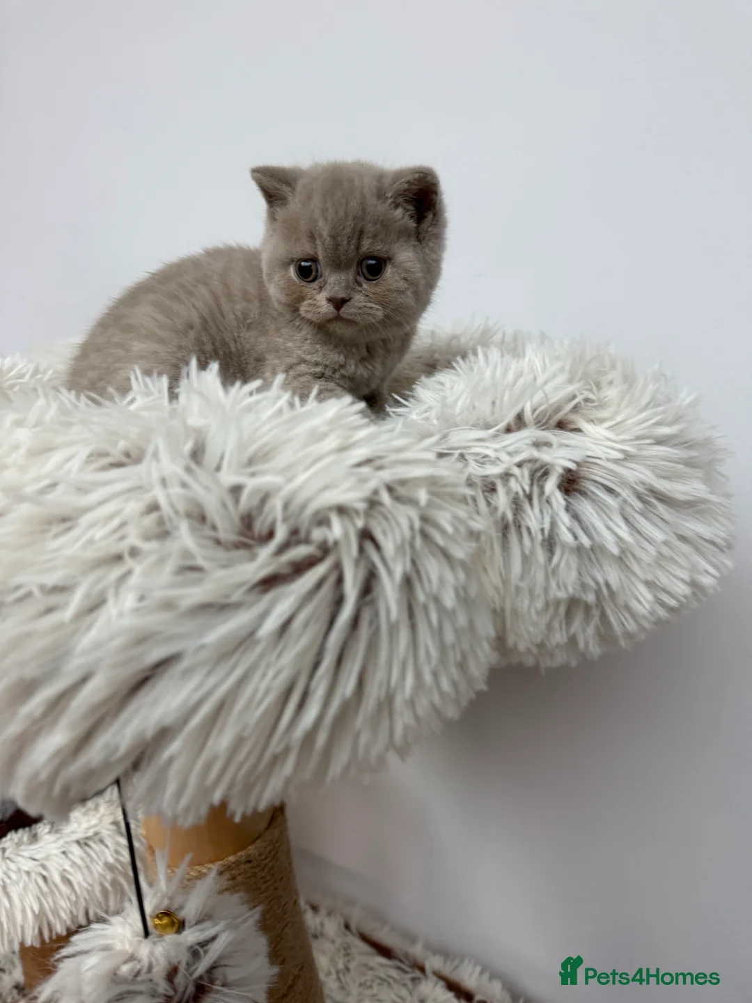 British Shorthair cats for sale: British shorthair kitten  - Advert 6
