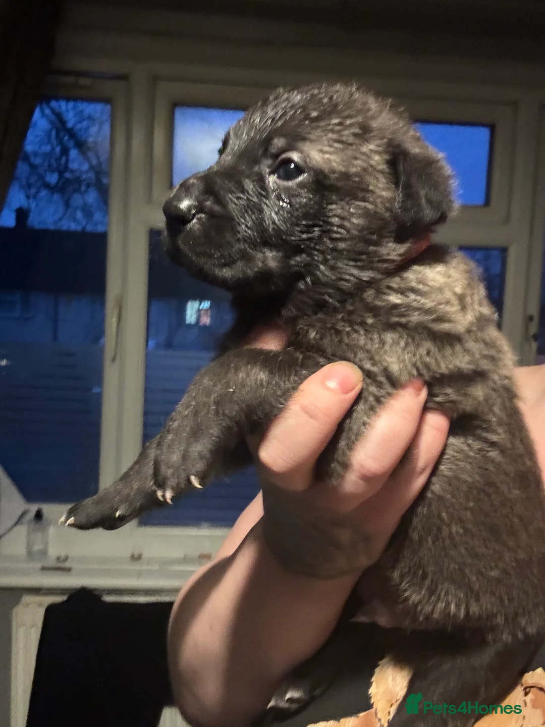 Mixed Breed dogs for sale: Beautiful staff x gsd puppies - Advert 29