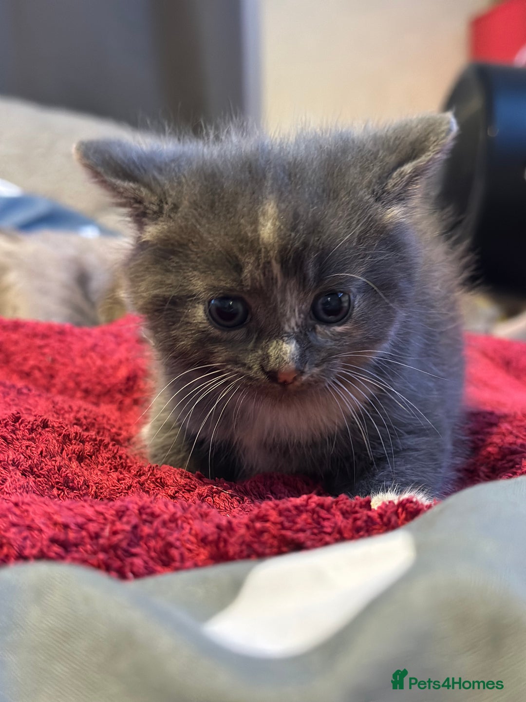 Mixed Breed cats for sale: Beautiful kittens  - Image 11