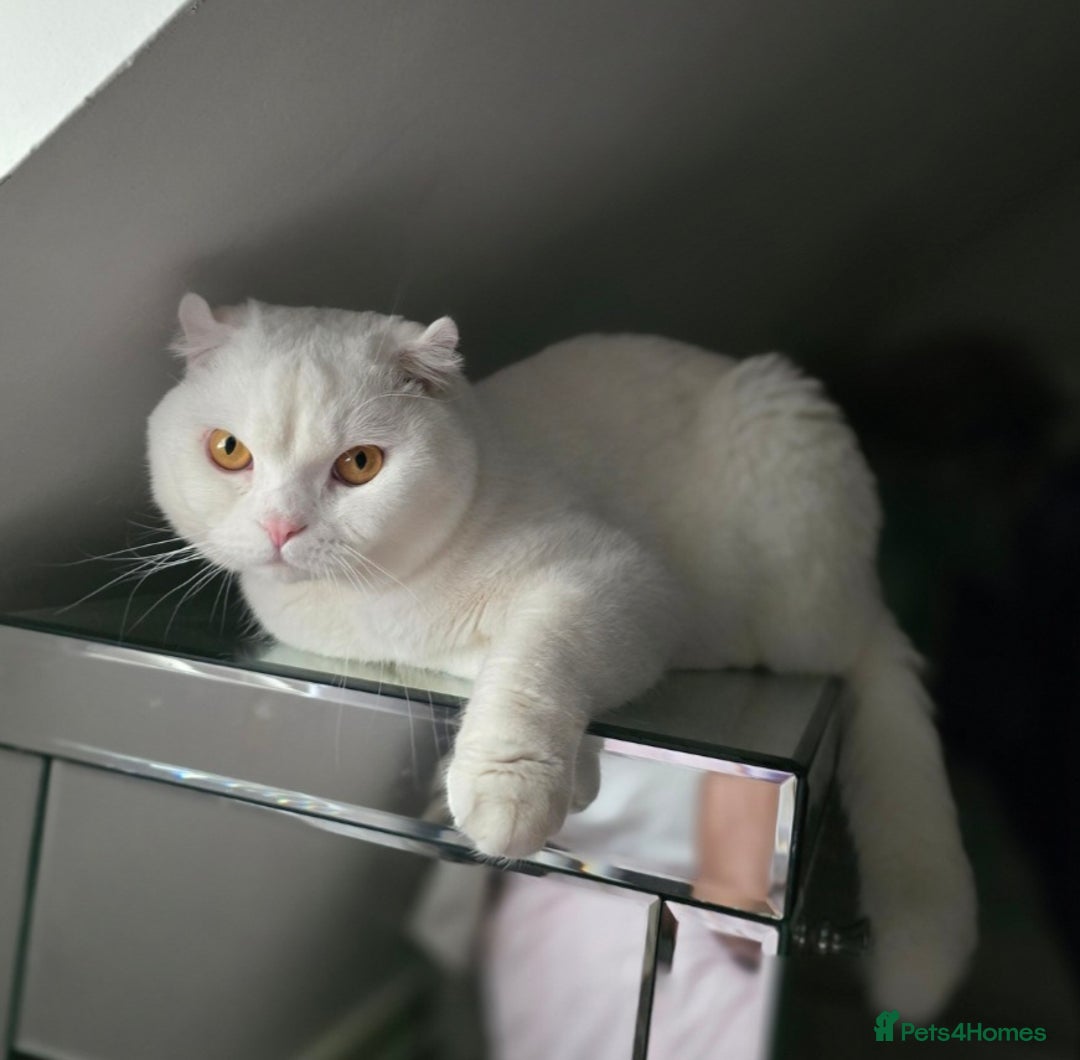 Scottish Fold cats for sale: Beautiful Scottish fold stud available  - Image 6