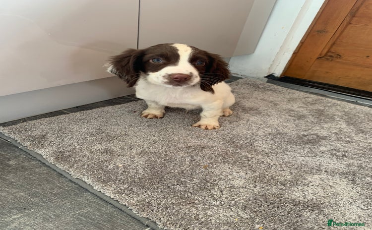 English Springer Spaniel dogs - Advert 11