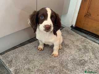 English Springer Spaniel dogs - Advert 16