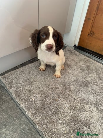 English Springer Spaniel dogs - Advert 11