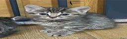 Mixed Breed cats for sale: Gorgous Kittens Available NOW - Advert 3
