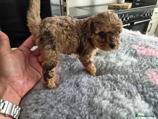 Cavapoo dogs Cavapoo pups. DNA Health tested parents. 1🩷left - Advert 15