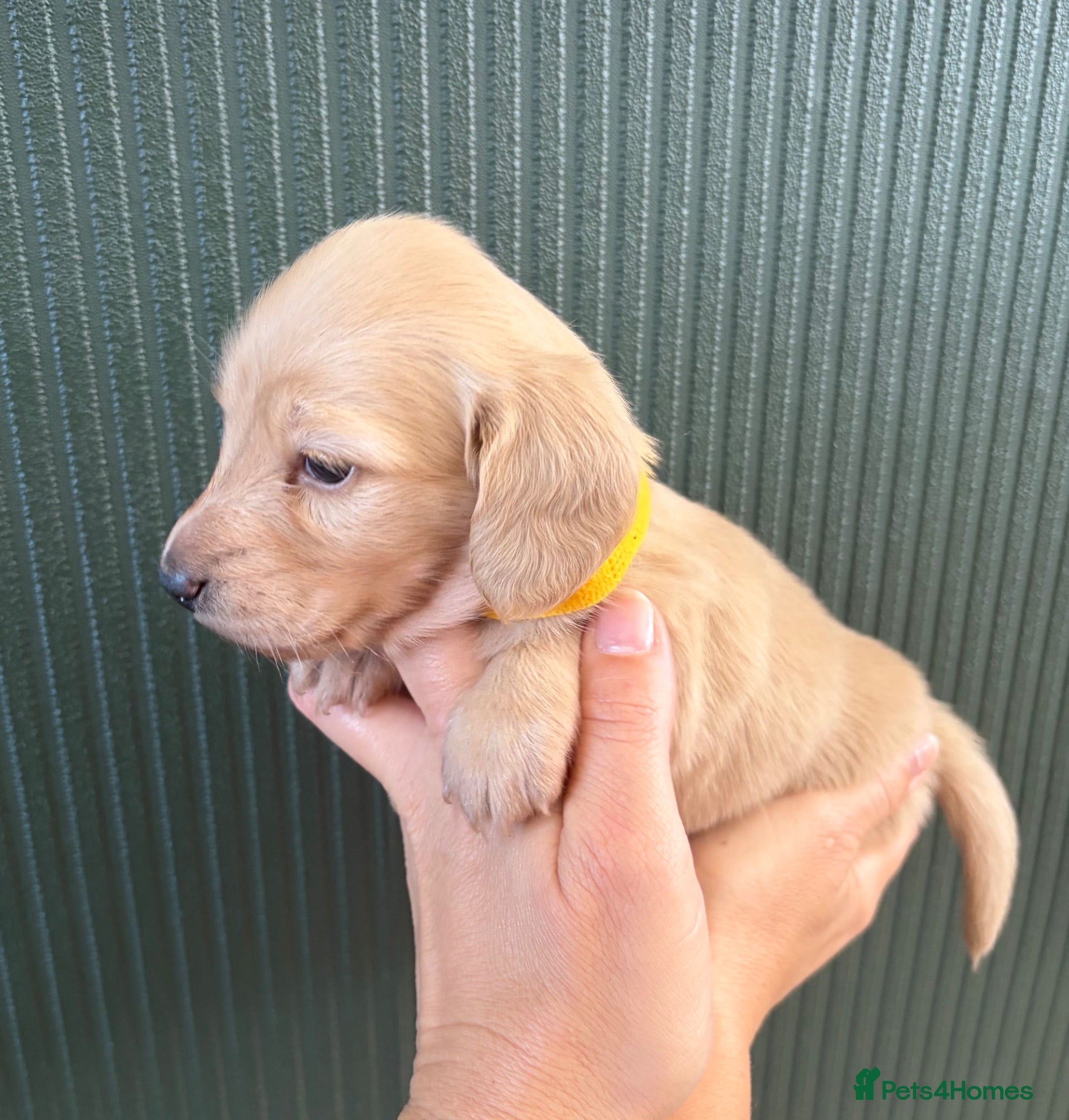 Miniature Dachshund dogs Cream Longhair Miniature Dachshund  - Advert 2