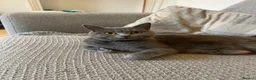 British Shorthair cats for sale: British short hair kittens  - Advert 2