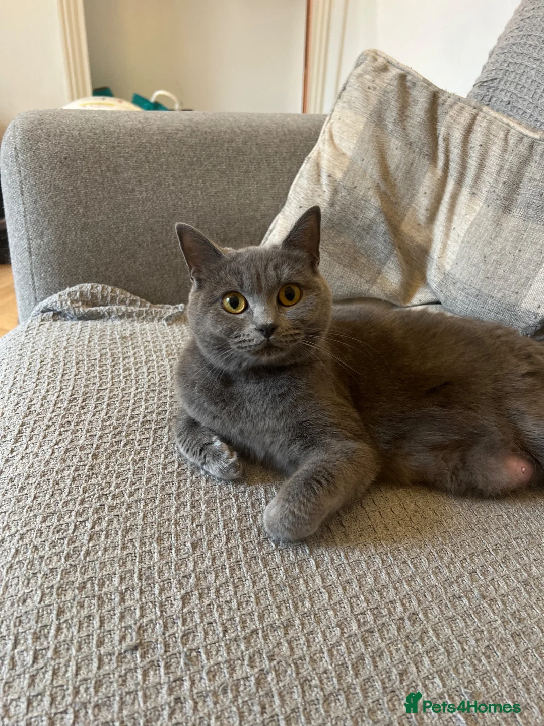 British Shorthair cats for sale: British short hair kittens  - Advert 2