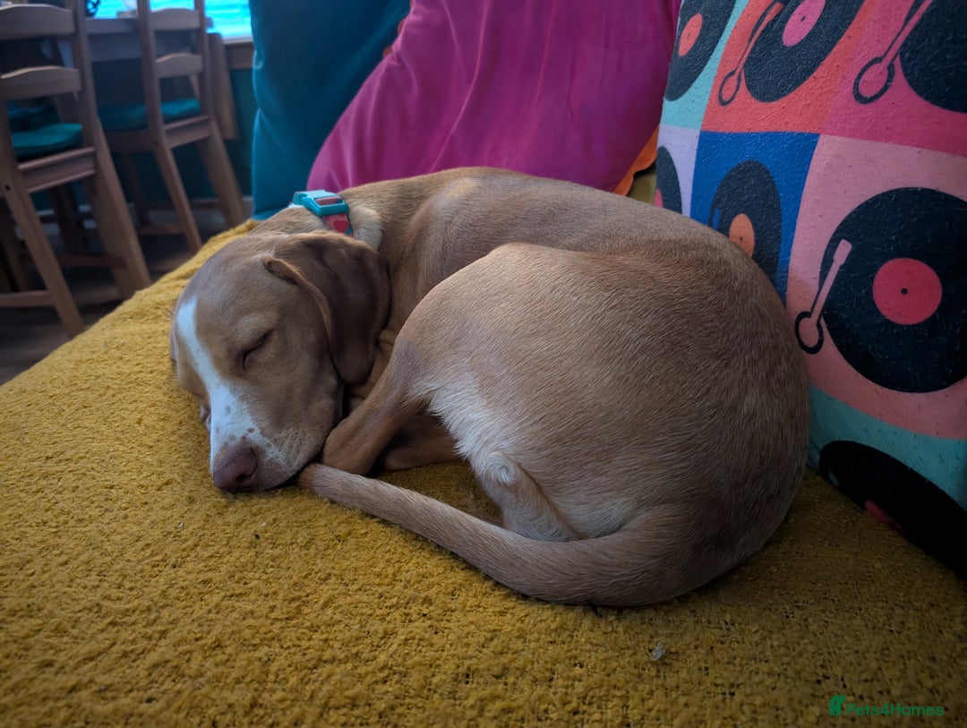Springador dogs for sale: Springador Puppy (6 months old)  - Image 2