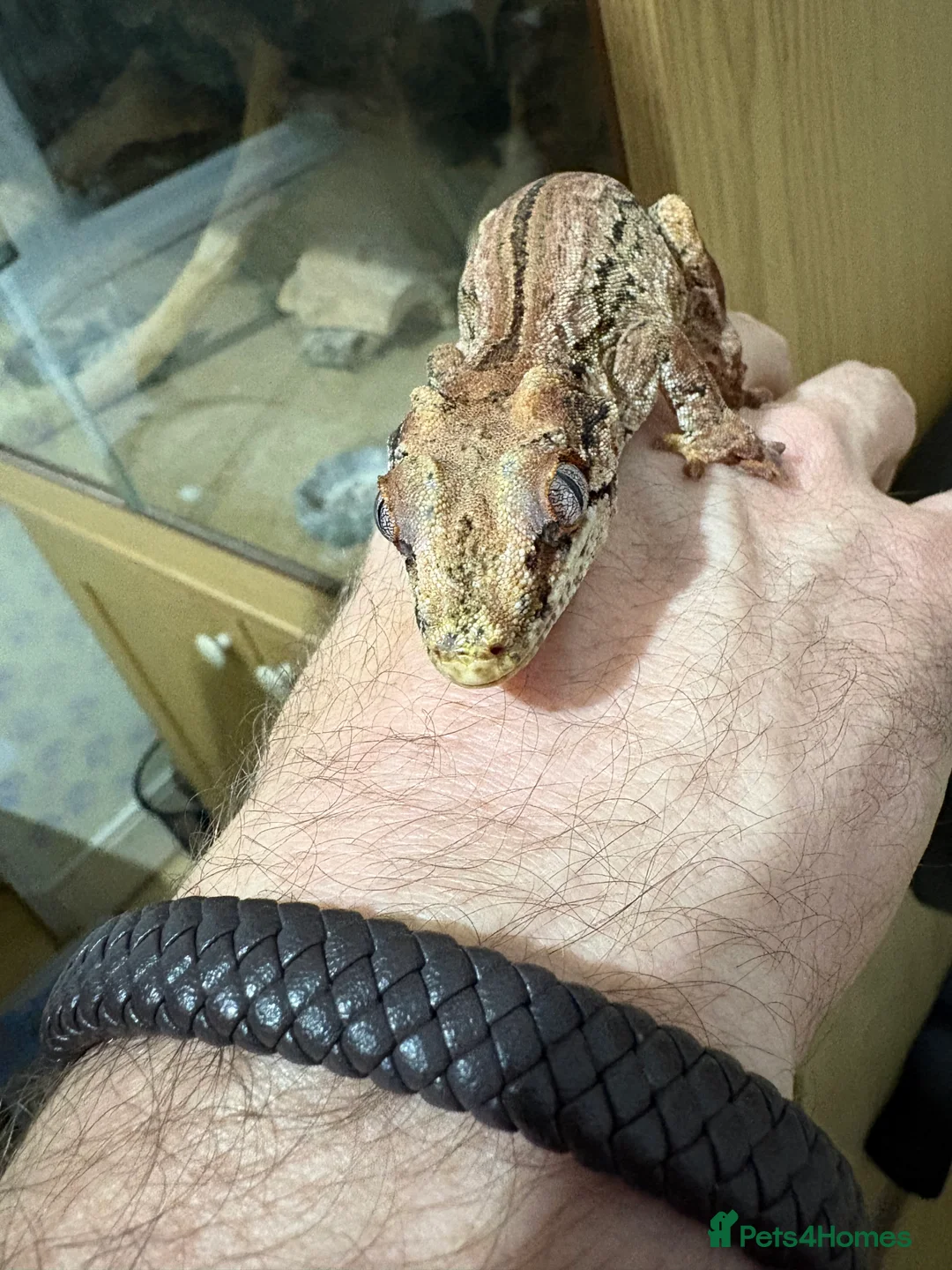 Gecko reptiles for sale: 3 Gargoyle Geckos - Advert 8