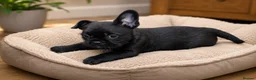 Mixed Breed dogs for sale: French bulldog Shih Tzu  - Advert 8