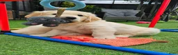 Golden Retriever dogs for sale: 5* Golden Retriver puppies in Wisbech - Advert 21