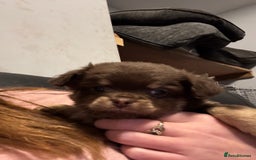 Chihuahua dogs for sale: 4 adorable male 3/4 chihuahuas  - Advert 9