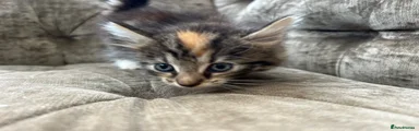 Mixed Breed 2