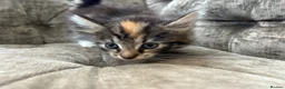 Mixed Breed cats for sale: Long haired female kittens  - Advert 8