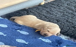 Golden Retriever dogs for sale: Pedigree Golden Retriver Puppies - Image 22