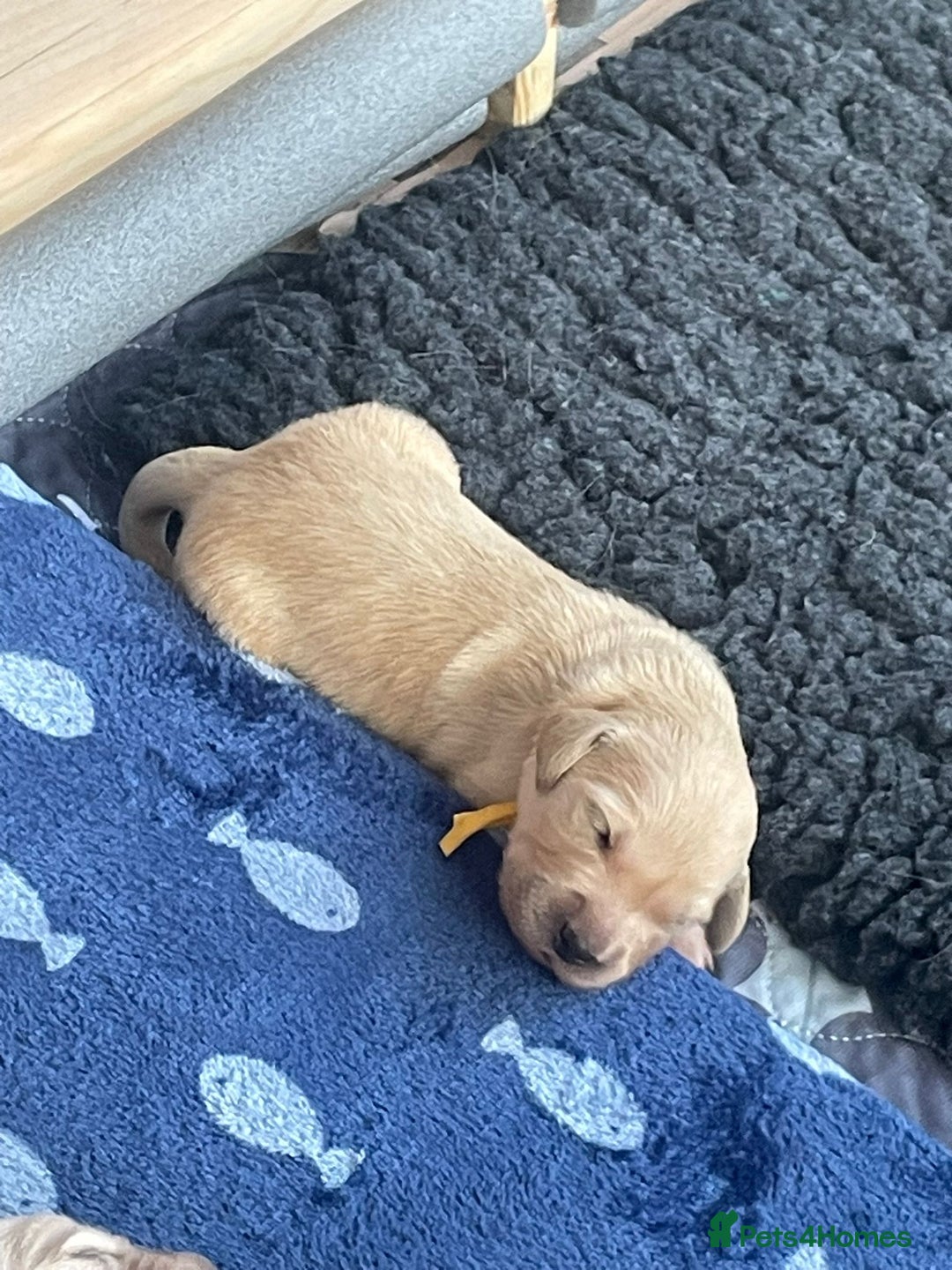 Golden Retriever dogs for sale: Pedigree Golden Retriver Puppies - Image 22