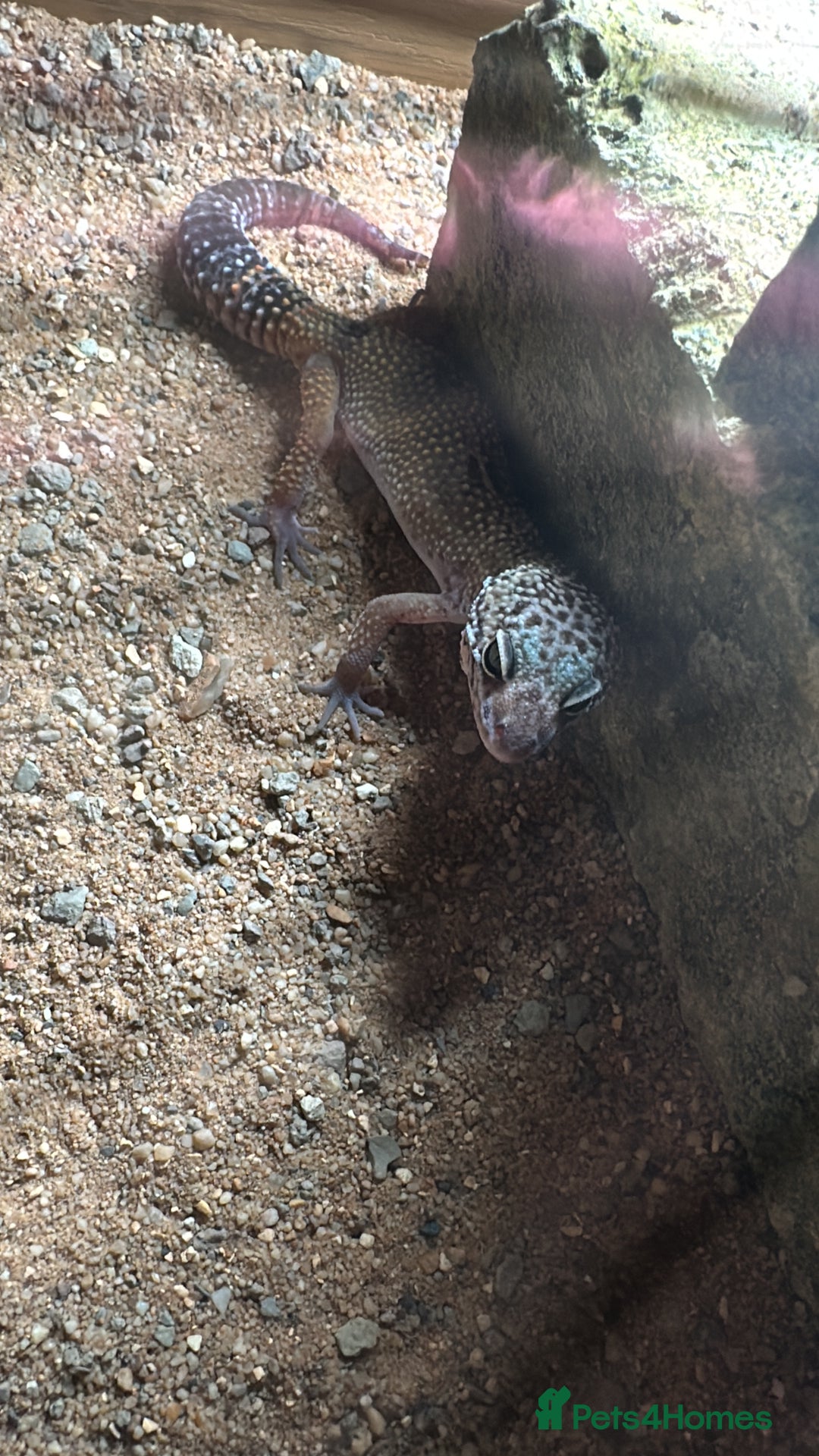 Leopard Gecko reptiles for sale: Baby leopard gecko for sale - Advert 3