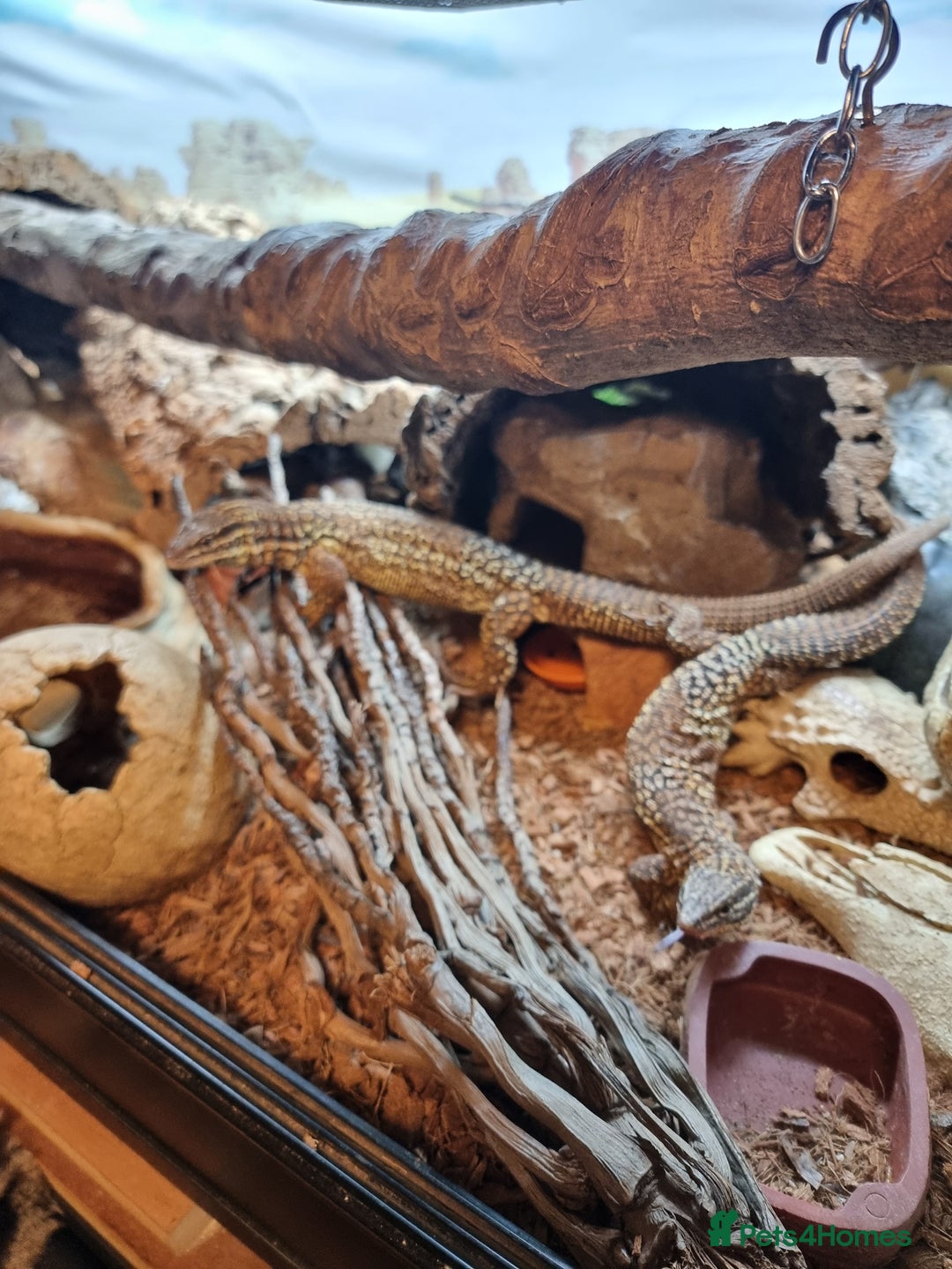 Monitor reptiles for sale: Two yellow ring spiny tailed ackies, and vivarium - Advert 4