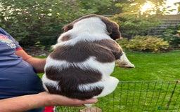 English Springer Spaniel dogs for sale: Traditional English springer spaniels  - Image 23
