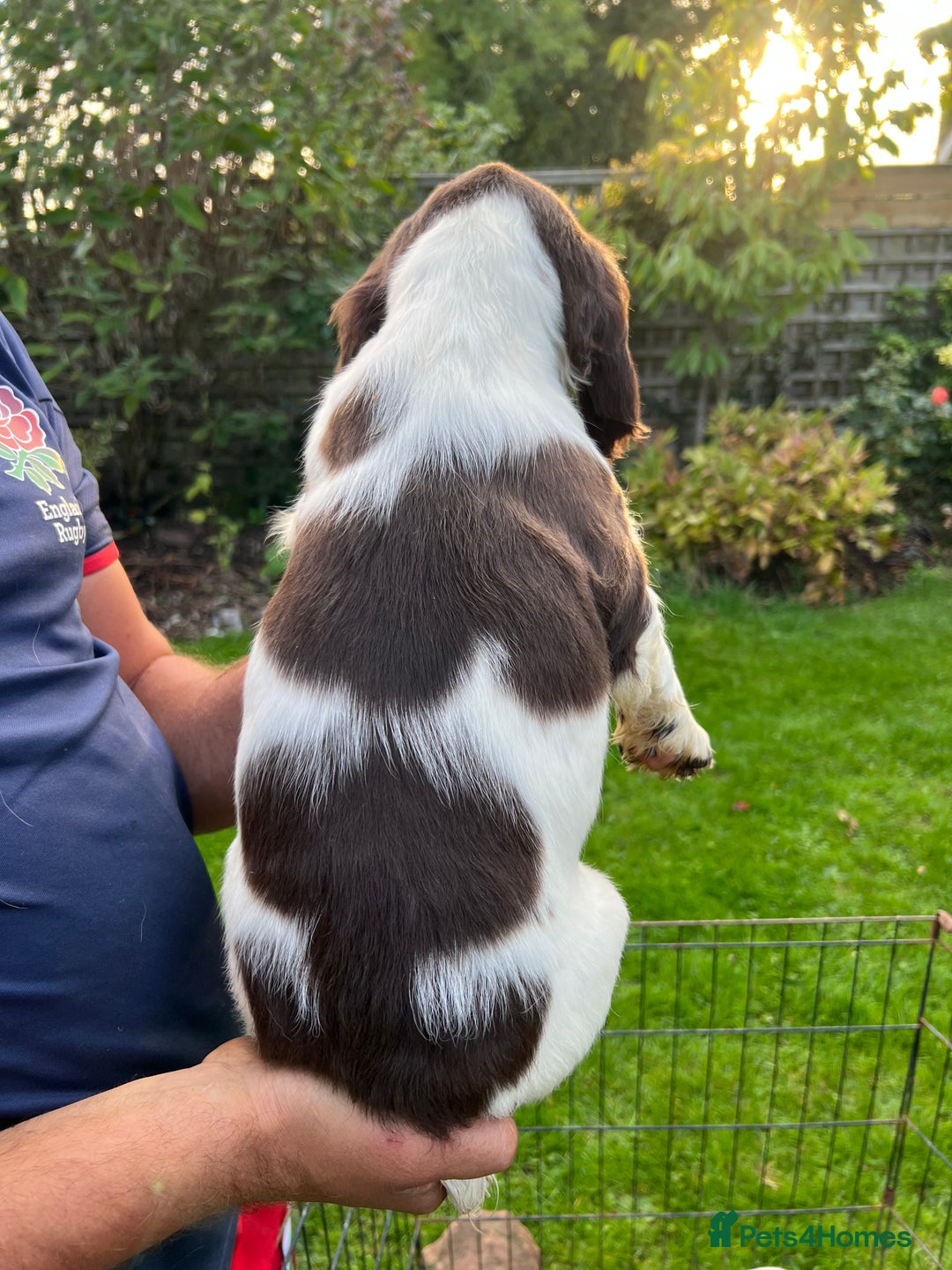 English Springer Spaniel dogs for sale: Traditional English springer spaniels  - Image 23