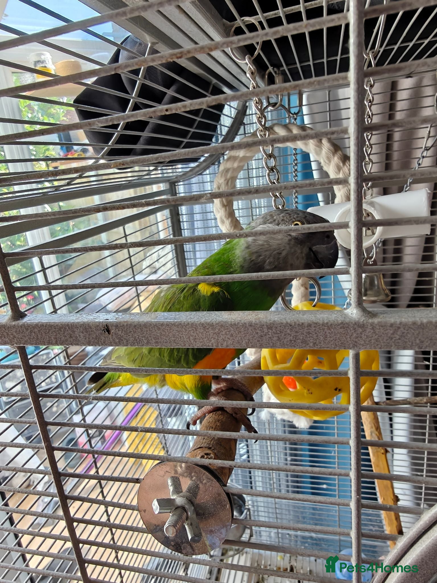 Parrots birds Six year old Senegal parrot for sale  - Advert 2