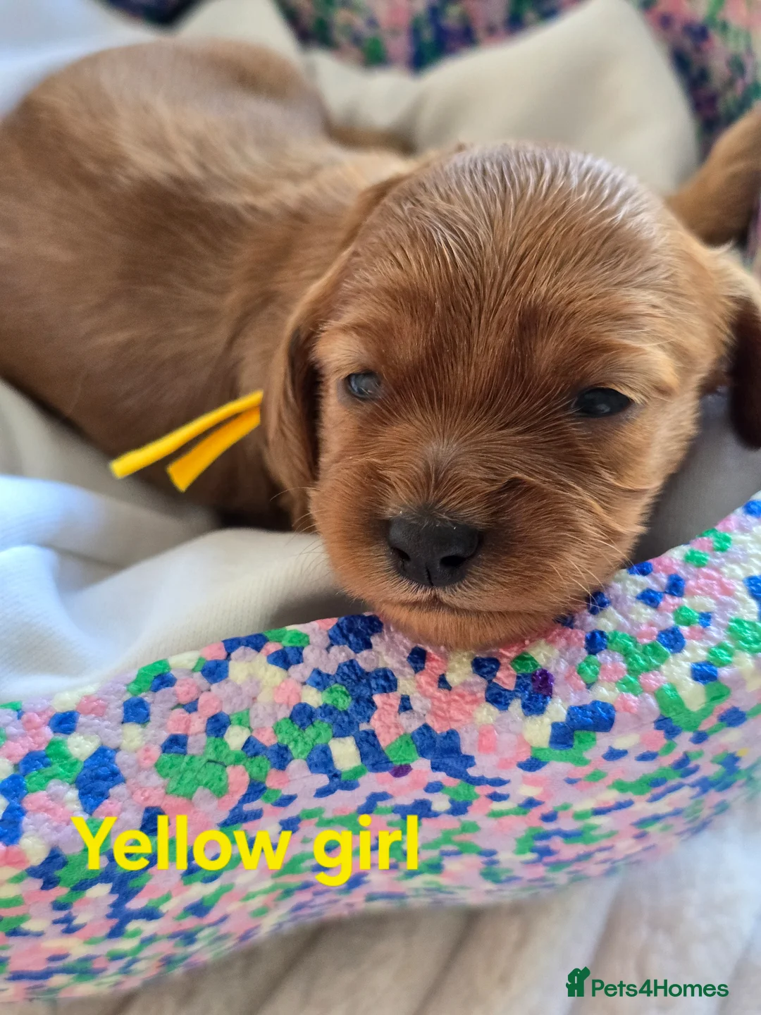 Cavapoo dogs for sale: 🐕Miniature Cavapoo F1b🐕 DNA tested - Advert 2