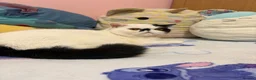 Exotic cats for sale: Black and white exotic boy - Advert 9