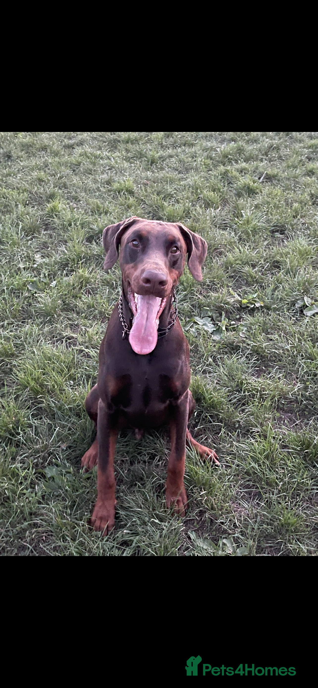 Dobermann dogs 4 year old Doberman - Advert 14