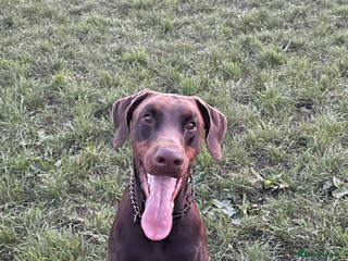 Dobermann dogs 4 year old Doberman - Advert 14