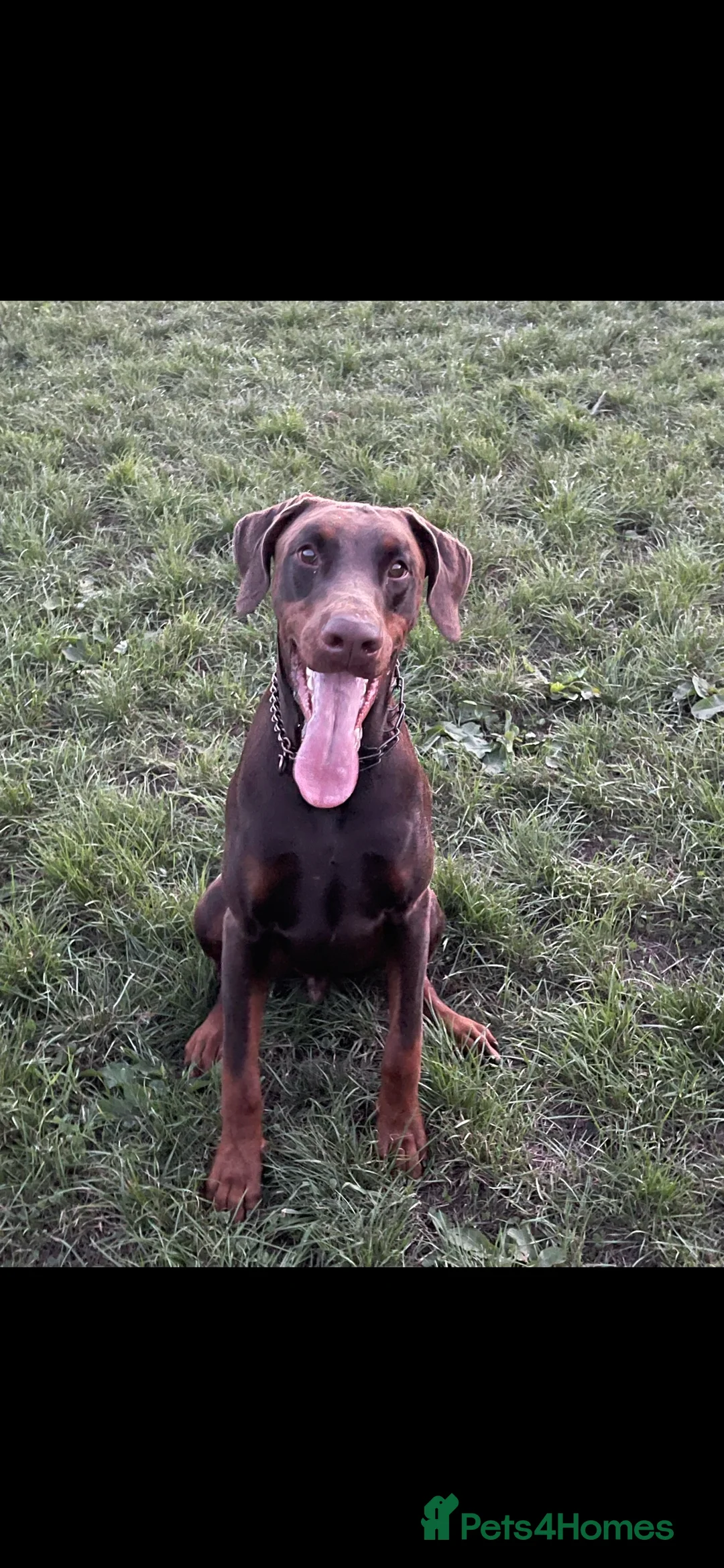 Dobermann dogs for sale: 4 year old Doberman - Advert 1