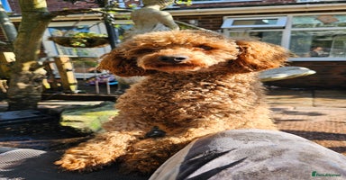 Mixed Breed dogs - Advert 8