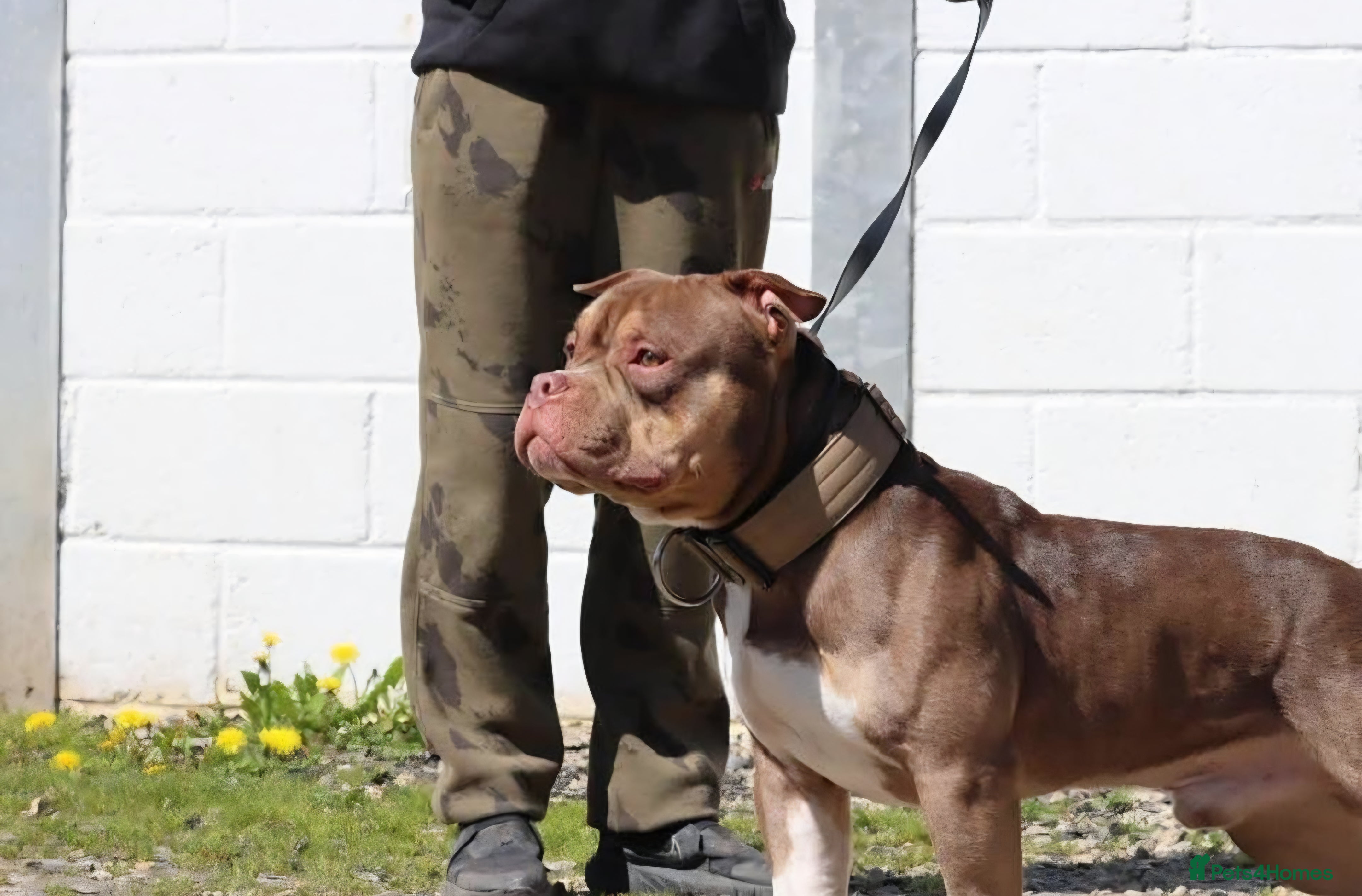 American Bully dogs STUD ABKC American Pocket Bully  - Advert 1