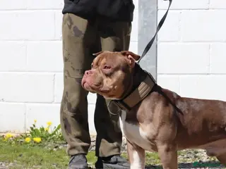 American Bully dogs STUD ABKC American Pocket Bully - Advert 3