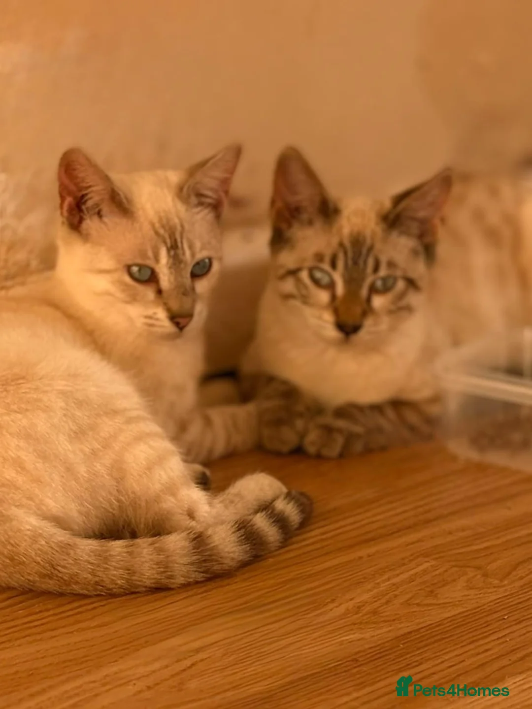 Mixed Breed cats for sale: Bengal cross Savannah kitten Female - Advert 5
