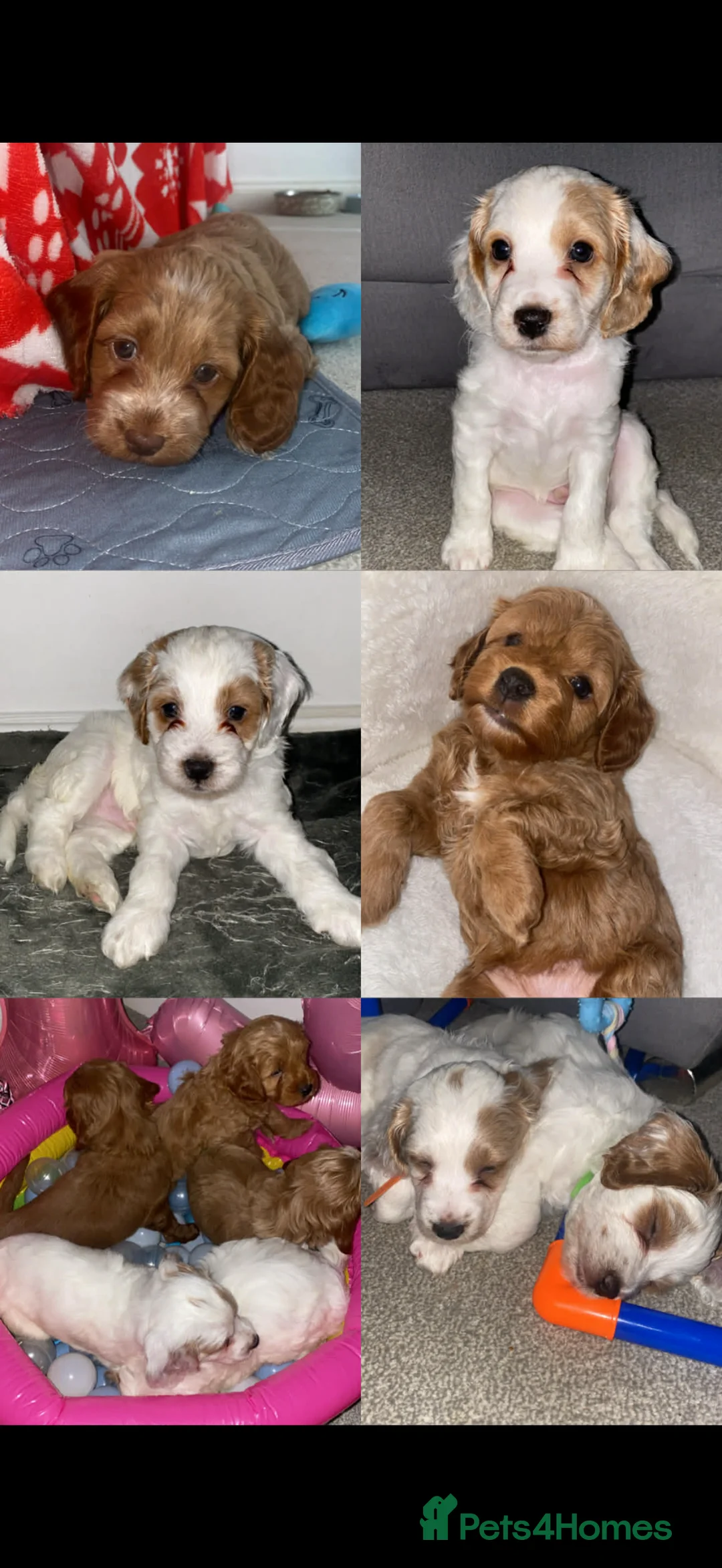 Cockapoo dogs for sale: Gorgeous Cockapoos - Advert 1