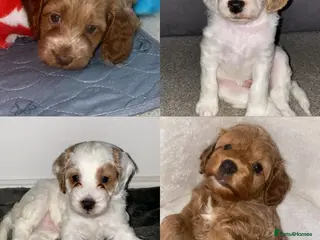 Cockapoo dogs Gorgeous Cockapoos - Advert 1