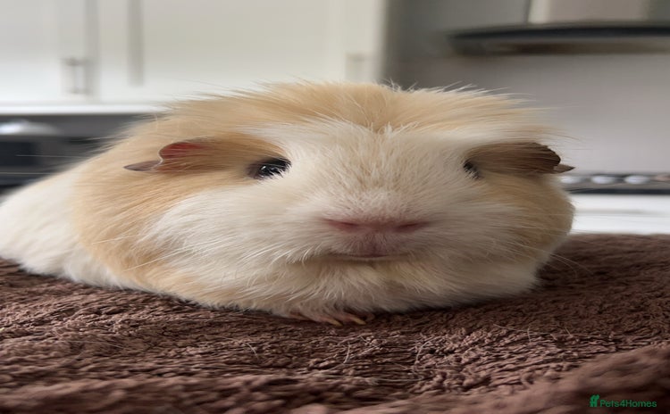 Guinea Pig rodents - Advert 3