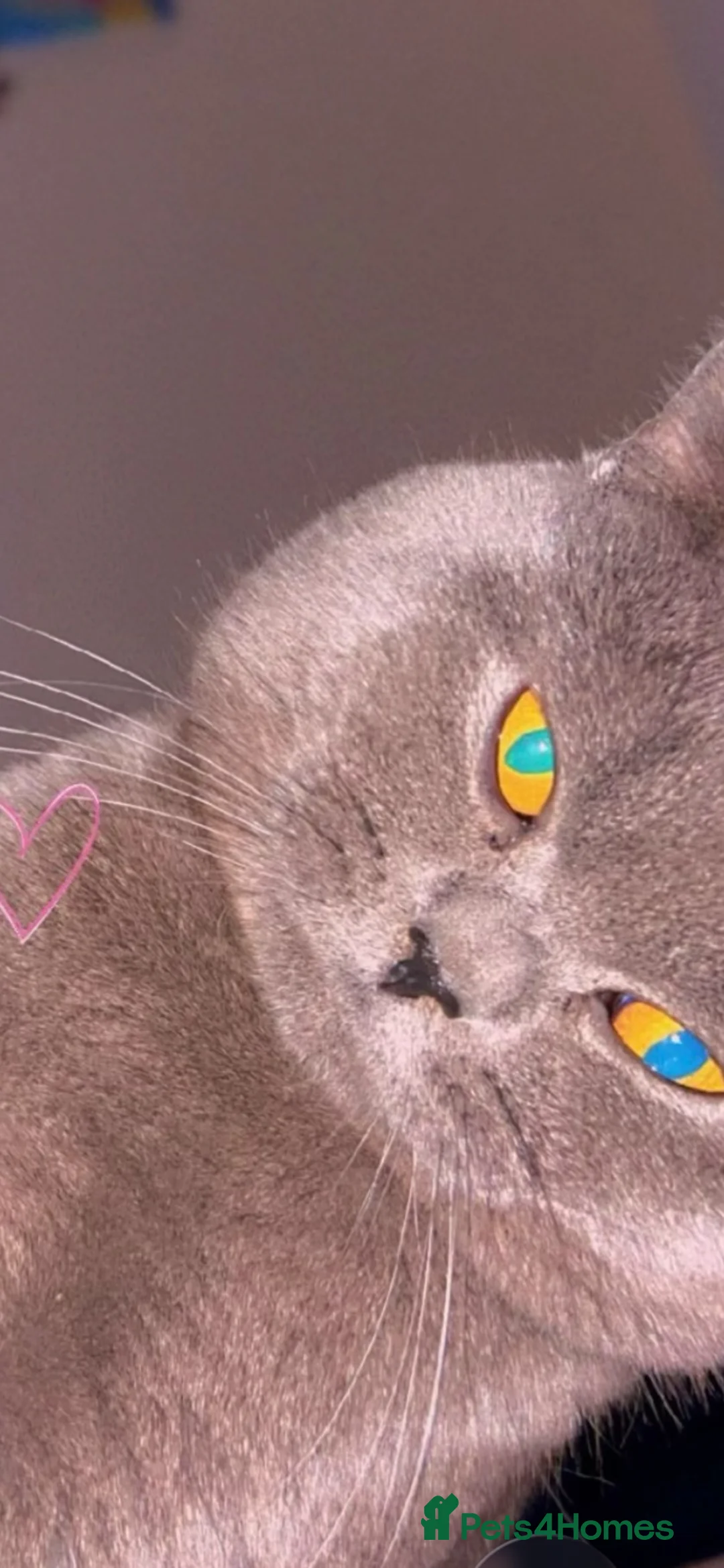 British Shorthair cats for sale: Full BHS kittens  - Advert 2