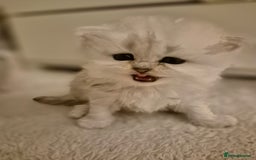 Persian cats for sale: Pure chinchilla Persians!!  - Image 8
